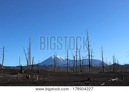 Dead Forest, Tolbachik volcano Kamchatka Russia, sunny day
