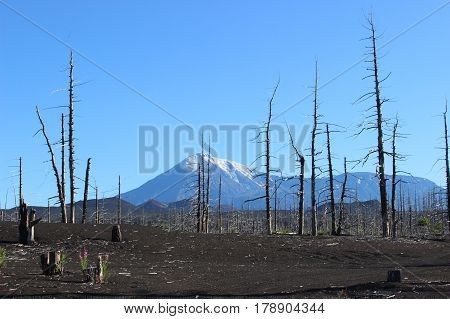 Dead Forest, Tolbachik volcano Kamchatka Russia, sunny day