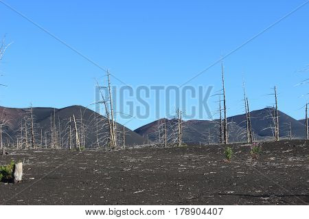 Dead Forest, Tolbachik volcano Kamchatka Russia, sunny day