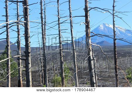 Dead Forest, Tolbachik volcano Kamchatka Russia, sunny day