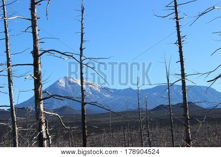 Dead Forest, Tolbachik volcano Kamchatka Russia, sunny day