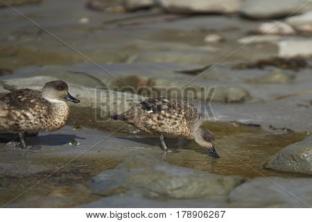 Crested Duck (Lophonetta specularioides specularioides) drinking from a pool of water on a beach on Sealion Island in the Falkland Islands.