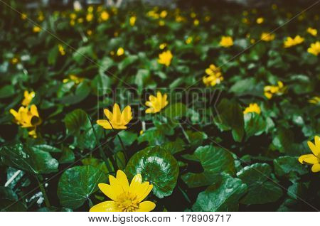 Flowering Bright Yellow Marsh Marigold Caltha Palustris , Background
