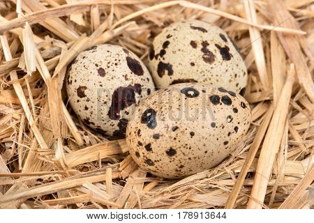 Raw three spotted quail eggs in the straw closeup