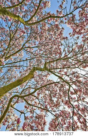 Beautifull Magnolia Tree And Flowers In Easter