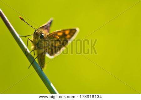 Chequered Skipper