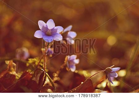 Spring flower. Old lens photo. Beautiful blooming first small flowers in the forest. Hepatica. (Hepatica nobilis)