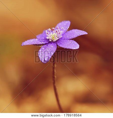 Spring Flower. Beautiful Blooming First Small Flowers In The Forest. Hepatica. (hepatica Nobilis)