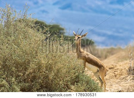 Dorcas gazelle (Gazella dorcas) inhabits nature desert reserve near Eilat, Israel. Expanding human civilization in the Middle East is a major threat to populations of this species
