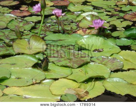 Lily Pads