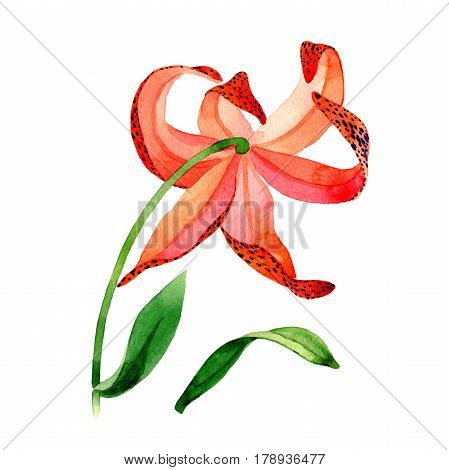 Wildflower leopard lily flower in a watercolor style isolated.  Aquarelle wild flower for background, texture, wrapper pattern, frame or border.