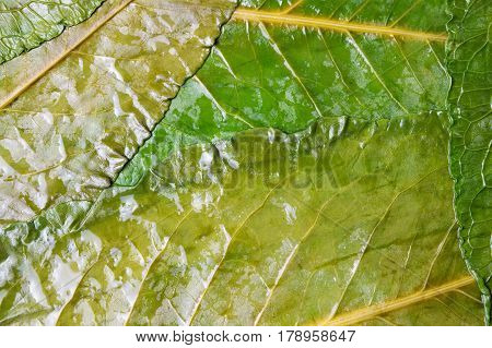 Green leaves making a texture background pattern