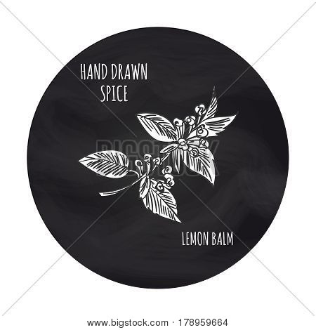 Hand drawn spice vector illustration. Black and white lemon balm branch icon on blakboard backdrop