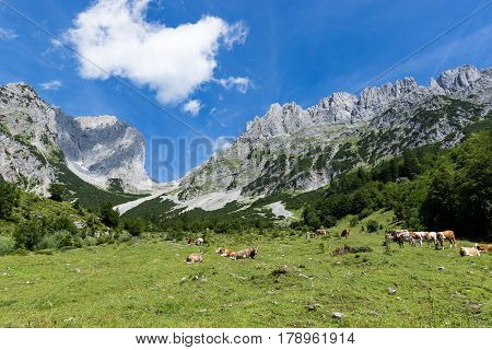 Idyllic mountain landscape with cows in the alps. Austria Kaiser Mountains Tyrol