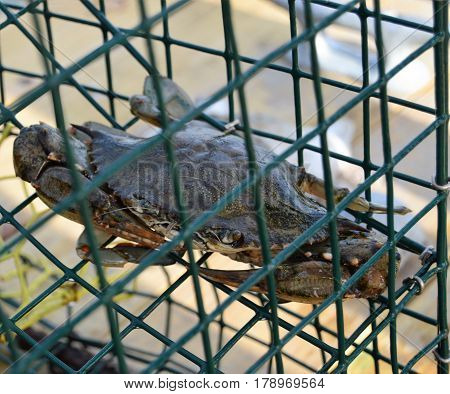 Atlantic blue crab in trap bait cage