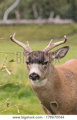 a sitka blacktail deer buck in Alaska
