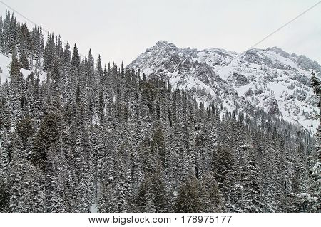 Snow-capped Mountains Beyond Snowy Evergreens in Washington State