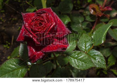Black rose 