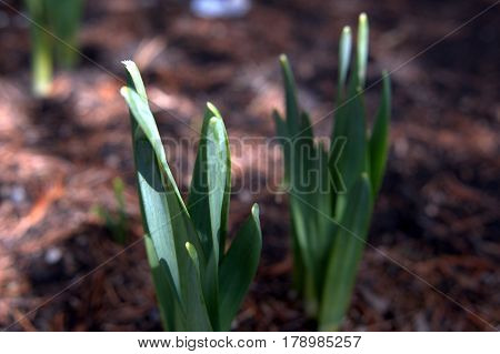 Daffodils sprouting in early spring macro close up