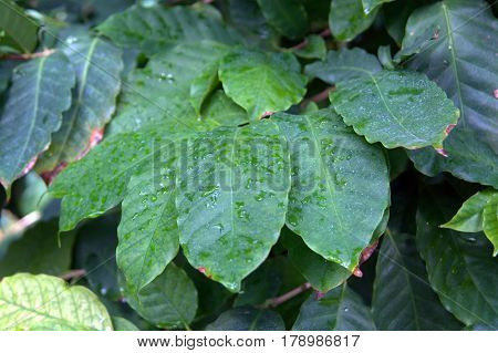 Coffee Coffea Arabica green leaves covered with rain drops