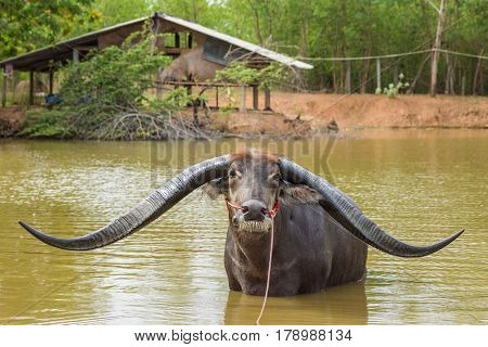 Buffalo with extra long horn in rural of Thailand.