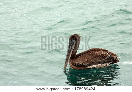 The Pelican. Images was carried out in Florida, Everglades National Park.