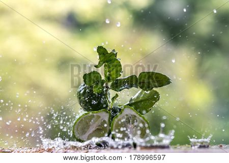 Fresh Bergamot and water splash .Thailand herb .