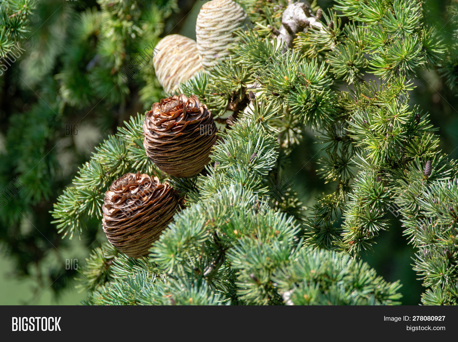 Himalayan Cedar Deodar Image & Photo (Free Trial) | Bigstock