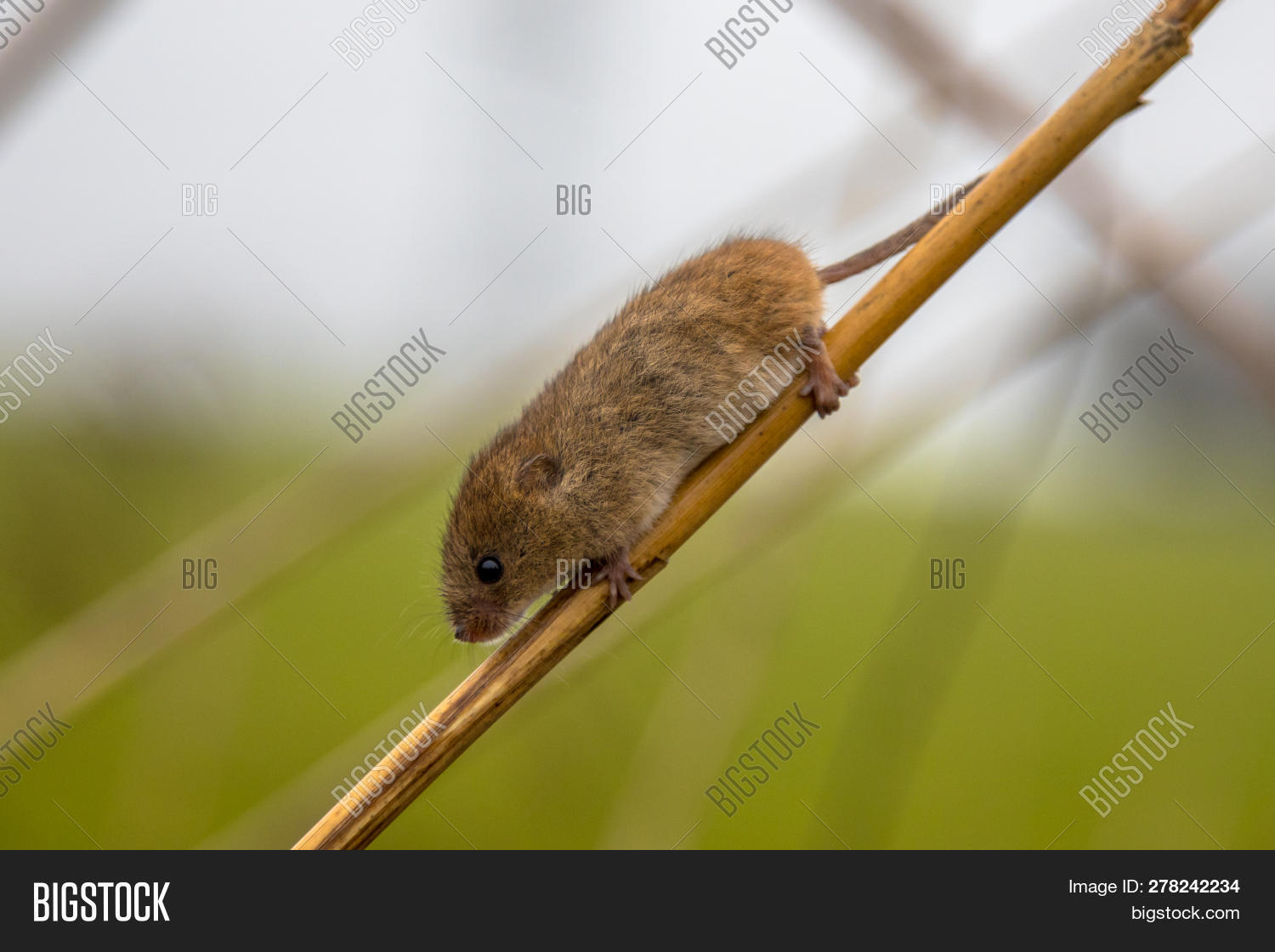 Do Trees Attract Mice at Albert Cannon blog