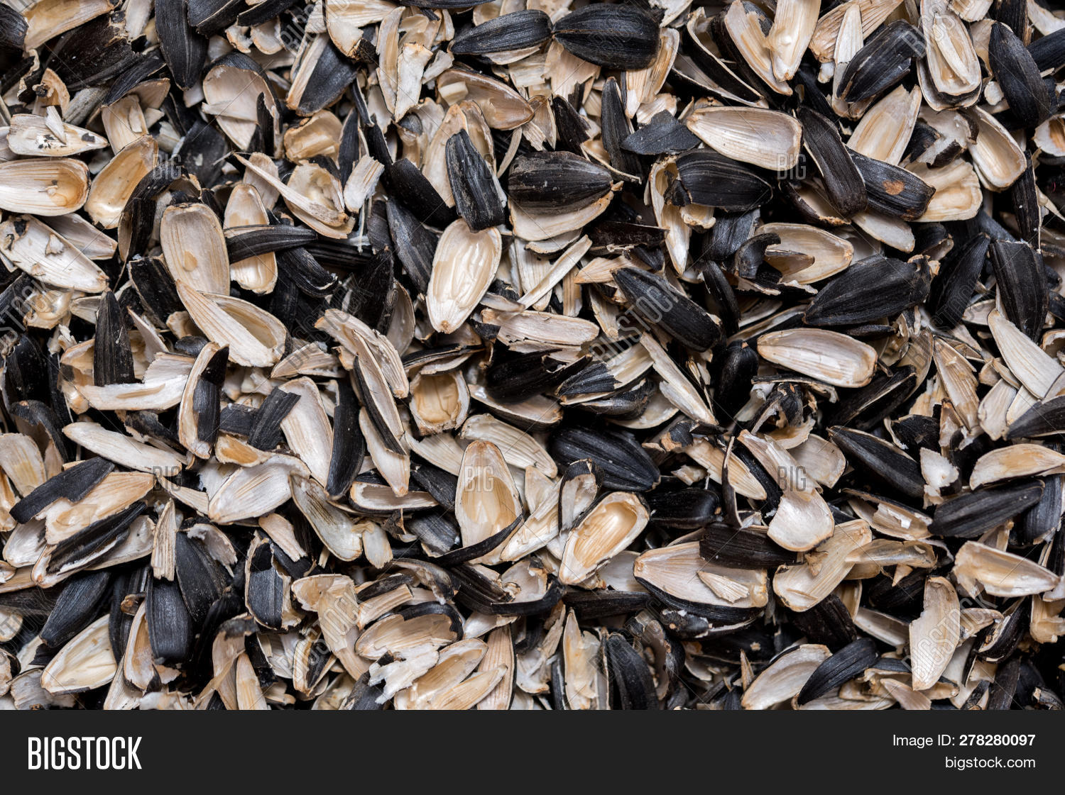 Sunflower Seed Shells Image & Photo (Free Trial) Bigstock