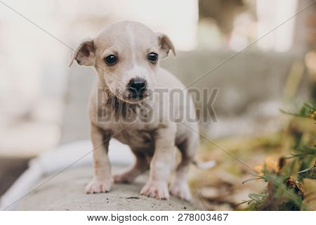 Cute Little Puppy Walking In Autumn Park. Scared Homeless Staff Terrier Beige Puppy Playing In City 