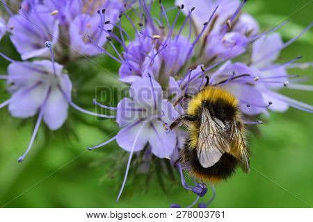Phacelia Daspylla (scorpionweed)