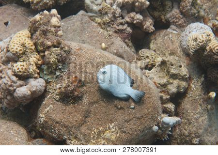 Three-spot Dascyllus On Coral Reef In Red Sea Off Dahab, Egypt