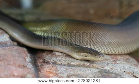 Close-up View Of An Olive Python Or Liasis Olivaceus In Australia