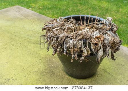 Untrimmed Decaying Hosta Plant, In Winter, Left In Ceramic Planter Pot.