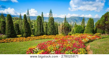 Pine Tree Garden / Flower And Garden On Hill With Pine Trees For Christmas - Landscape Plateau On Mo