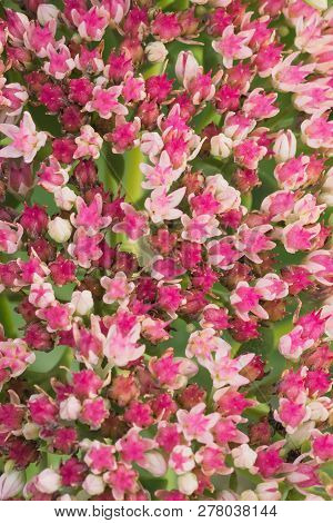 Background Of Pink Sedum Telephium, Close Up