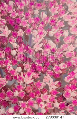 Background Of Pink Sedum Telephium, Close Up