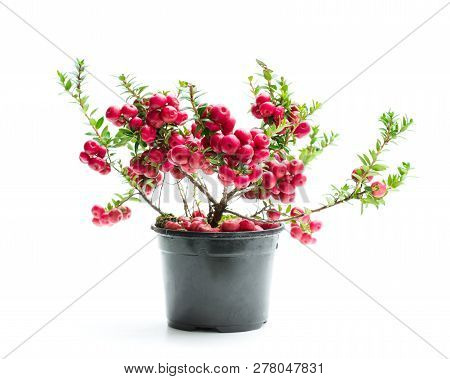 Evergreen  Christmas Plant In Pot Isolated On White