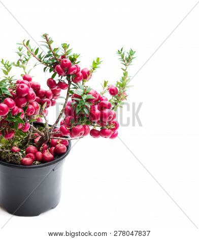 Evergreen  Christmas Plant In Pot Isolated On White