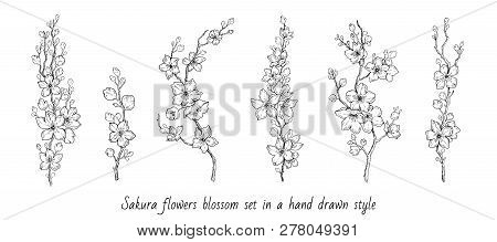 Sakura Flowers Blossom Set, Hand Drawn Line Ink Style. Cure Doodle Cherry Plant Vector Illustration,