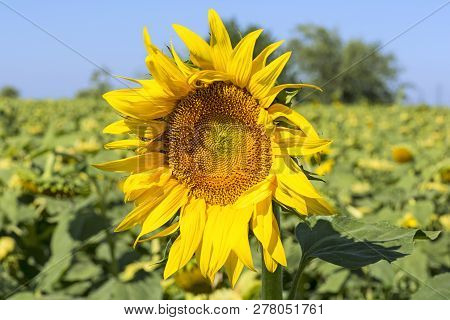Closeup Yellow Fresh Sunflower With Blurred Field And Sky Background On Sunshine Day. Sunflower Fiel