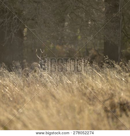 Stunning Red Deer Stag Cervus Elaphus With Majestic Antelrs In Autumn Fall Froest Landscape