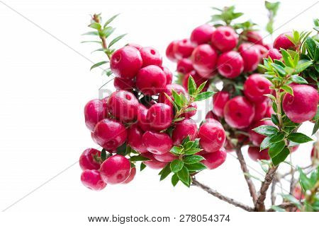 Evergreen  Christmas Plant Isolated On White Background