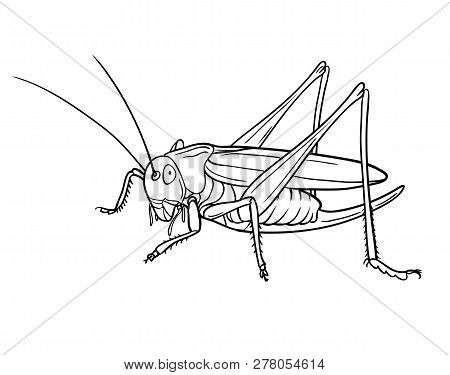 Grasshopper, Graphic. Hand Drawn Style Vector Design Illustrations