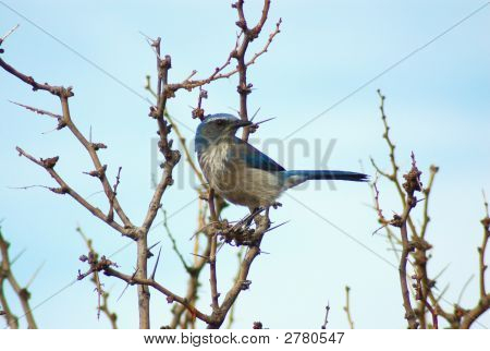 Scrub Jay