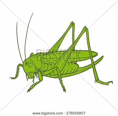 Grasshopper  Of White Background, Graphic. Hand Drawn Style Vector Design Illustrations