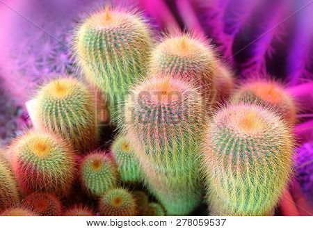 A Group Of Cacti (notocactus Rechensis) In The Greenhouse.
