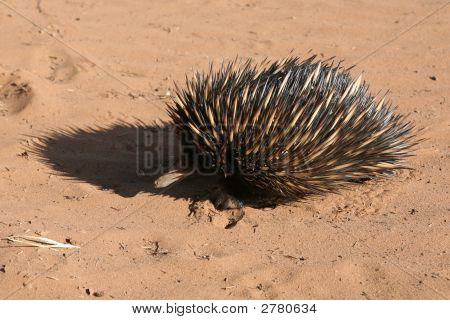Jeżozwierz, australijski