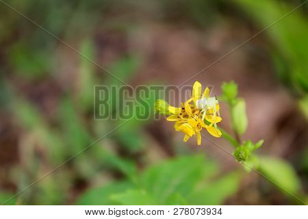 White And Yellow Crab Spider ,thomisus Spectabilis Species On The Yellow Flower